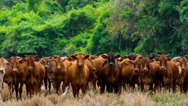 World leaders promise to end deforestation by 2030