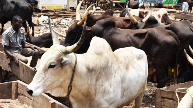 Kano to upgrade 5 cattle markets