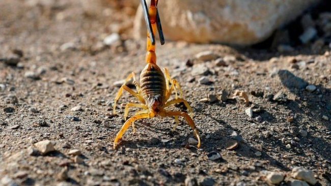 Scorpions kill 3 and injure 450 in Egypt