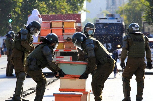 Police stung as beekeepers protest in Chile
