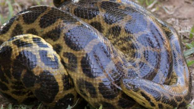 Pet anaconda escapes, owner urges residents not to panic