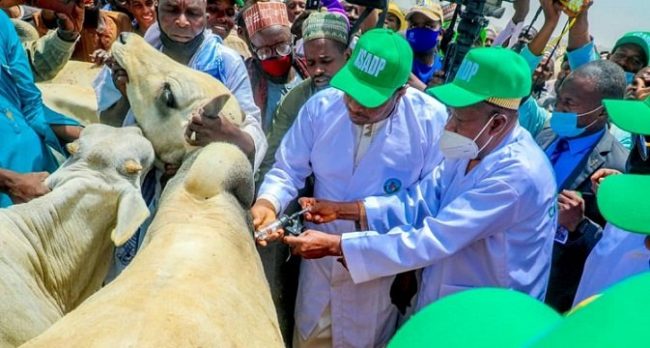 KSADP launches mass livestock vaccination