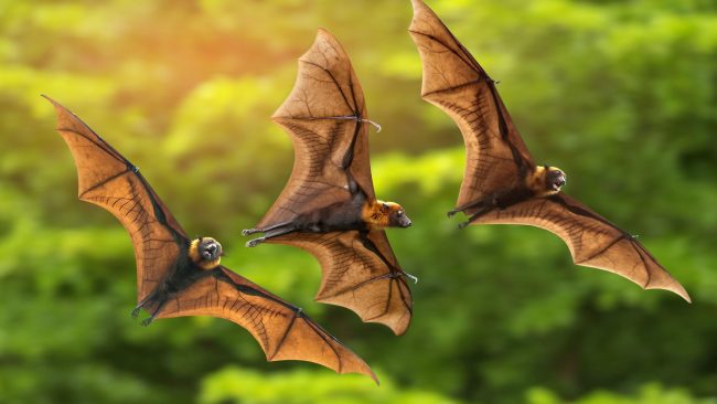 Researchers discover 10 new bat species in Nigeria