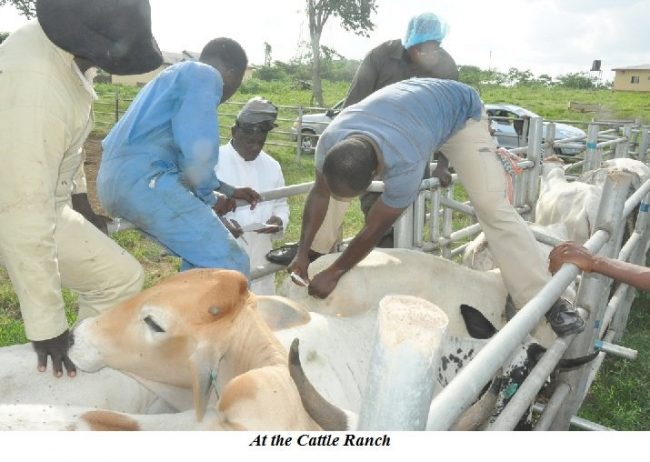 KSADP revives artificial insemination in Kano with N113m investment