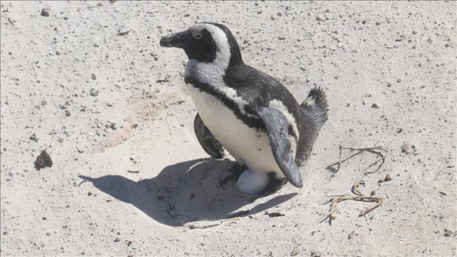 African penguins