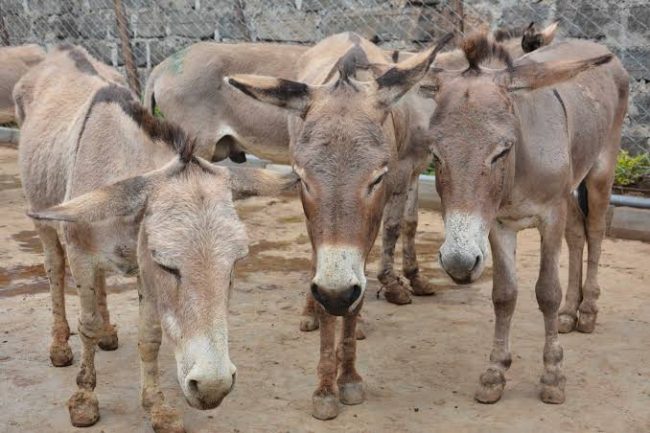 Customs impounds N42m worth of donkey meat in Kebbi
