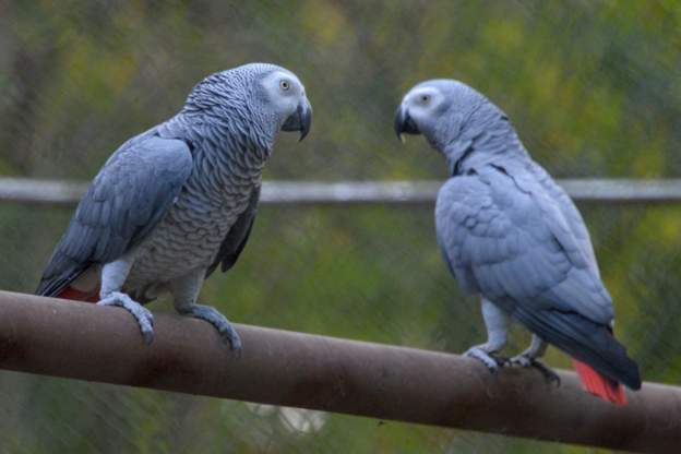 Uganda detains 'smuggler' found with 122 rare parrots