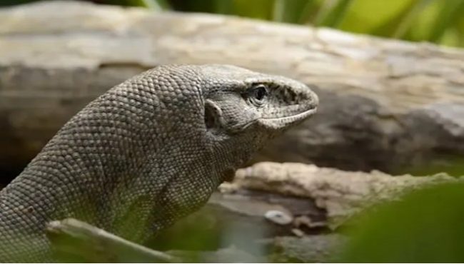 4 men arrested for ‘raping’ Bengal monitor lizard in India