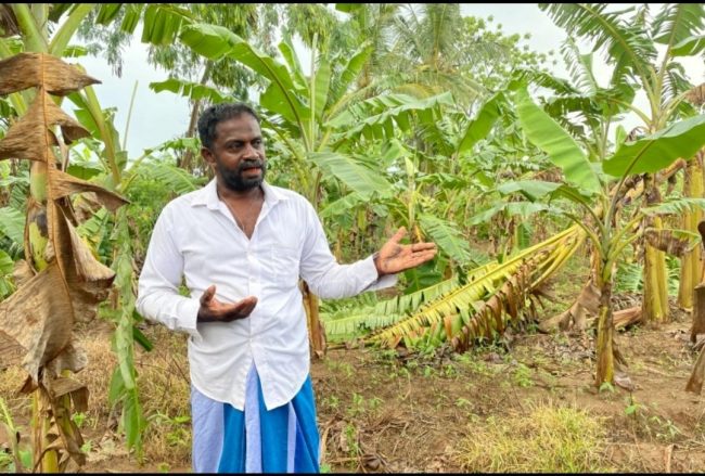Sri Lanka faces ‘man-made’ food crisis as farmers stop planting