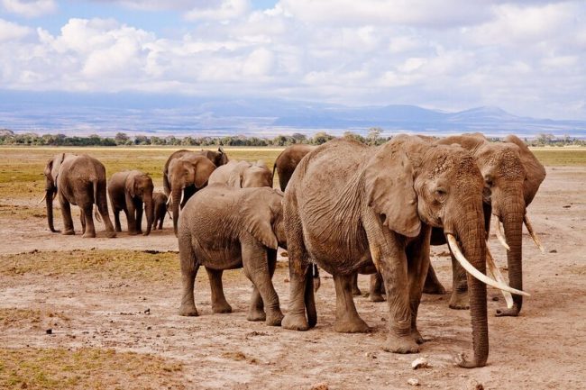 Drought killed 70 Kenyan elephants in 1 year