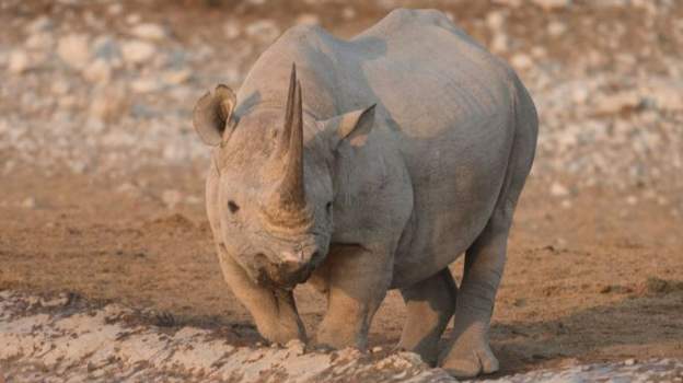 Poachers kill 11 rhinos in Namibia