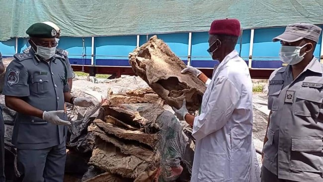 Kebbi customs hands over N48m worth of seized donkey skin to NAQS