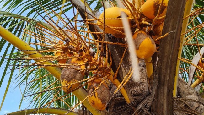 Plans on to make Nigeria self-sufficient in coconuts
