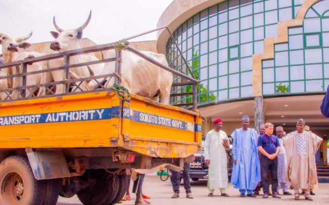 Sallah: Tambuwal receives 11 cows donated by First Surat Group to orphans, needy in Sokoto