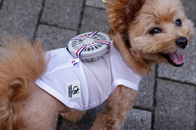 Heat: Japan’s cats and dogs get wearable fans