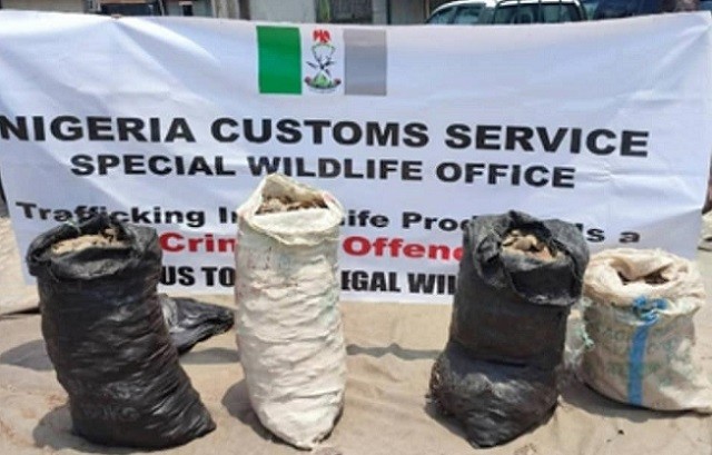 Pangolin scales: Customs, Wildlife Justice Commission arrest 8 suspects