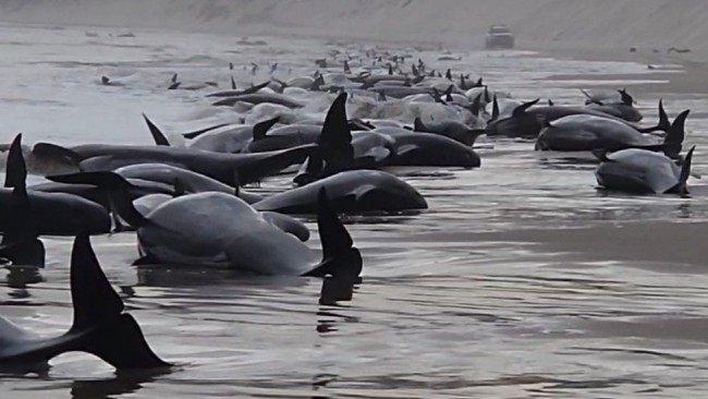 230 whales stranded on Tasmanian beach