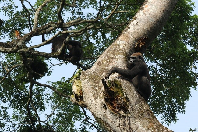 Congolese rainforest Chimps and Gorillas