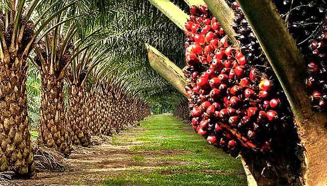Fayus adds 3000ha oil palm plantation in Edo, targets 5000 jobs
