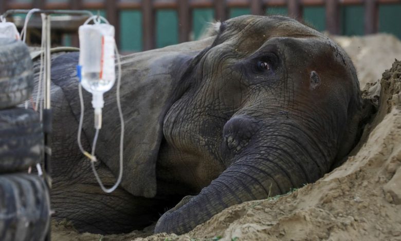 Elephant critically ill at Pakistan Zoo after fall
