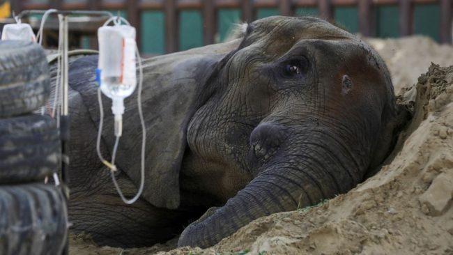 Elephant critically ill at Pakistan Zoo after fall