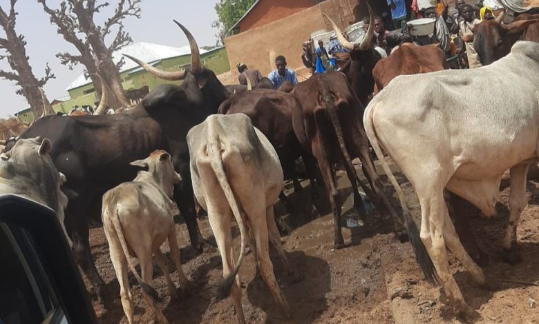 Gabchiyari: Bauchi community where people and animals drink from same source