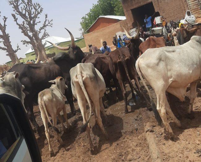 Gabchiyari: Bauchi community where people and animals drink from same source