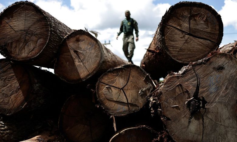 Rainforest destruction soared in 2022 despite global pledges to halt deforestation, report finds