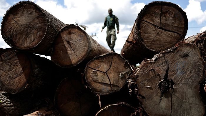 Rainforest destruction soared in 2022 despite global pledges to halt deforestation, report finds