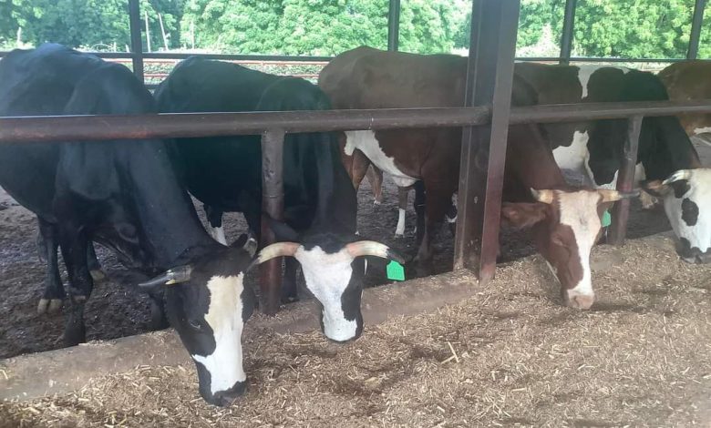 Inside Buhari's cattle farm, by Femi Adesina
