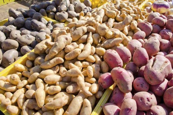 FG launches five-year national strategy on potato