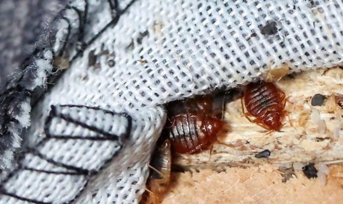 Bedbug infestations soar in Paris before 2024 Olympics